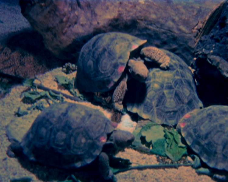 Basim Magdy, Turtles All the Way Down, 2009, video still